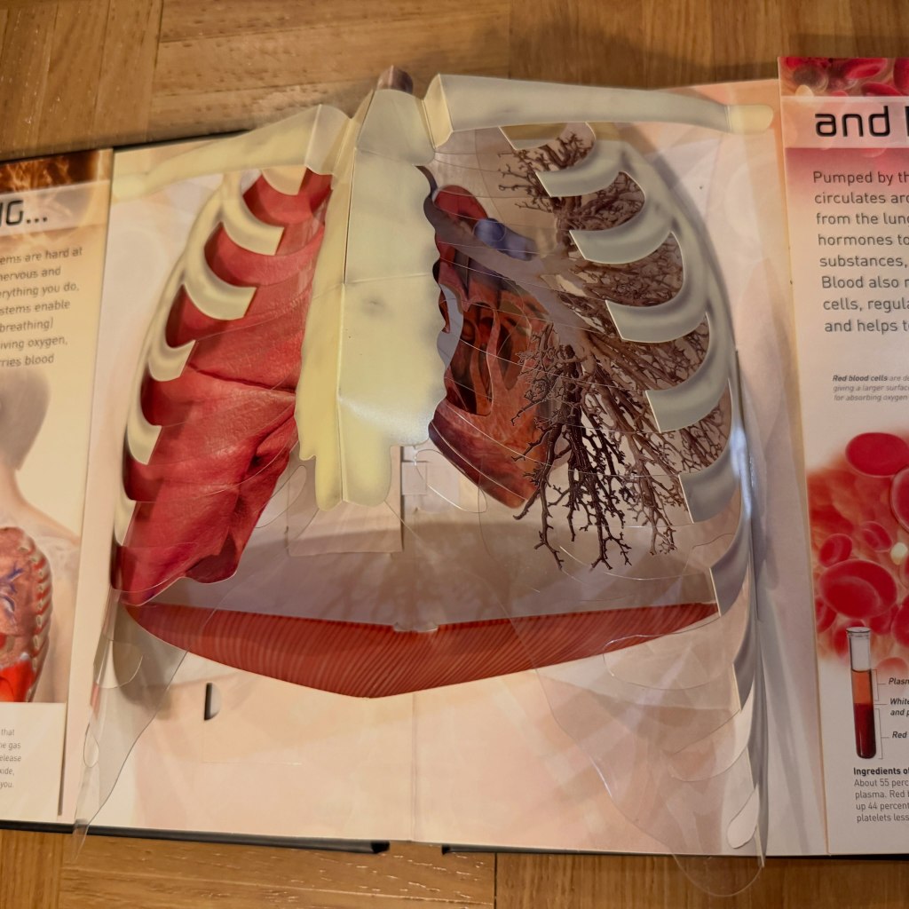 lungs and heart