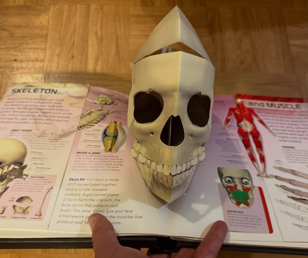 skull